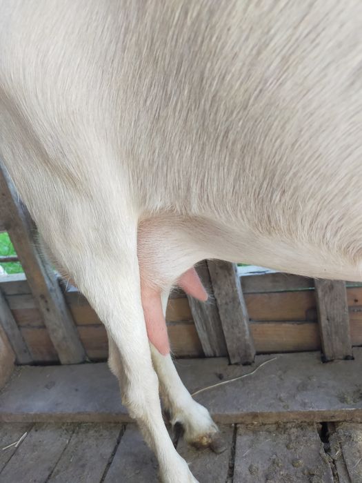 Ешкілер бар   сатылады Зааненская