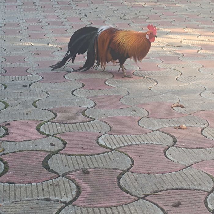 Găini phionix,trei puicuțe și un cocoșel