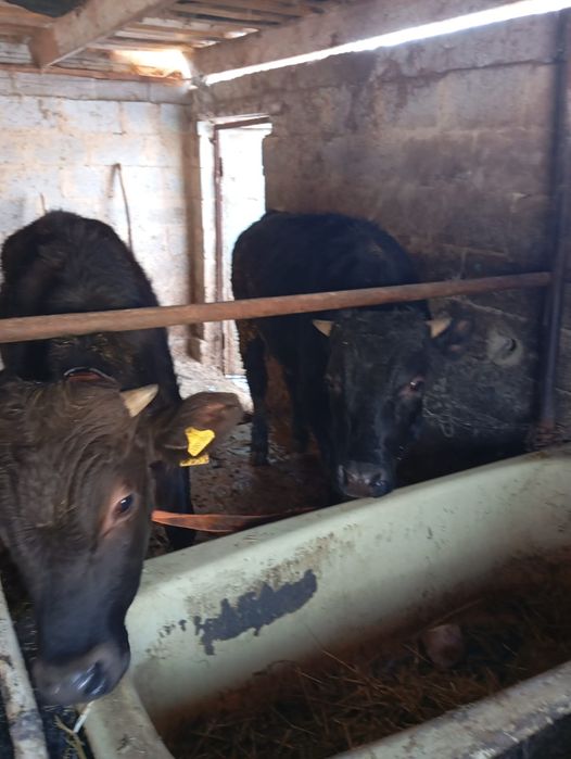 Продам бычков село Кайназар