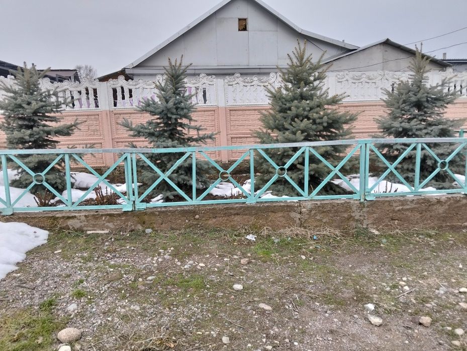 Голубая ель 4 штуки