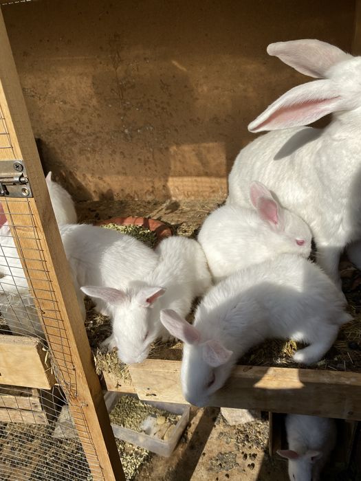 Quyon bollari sotiladi