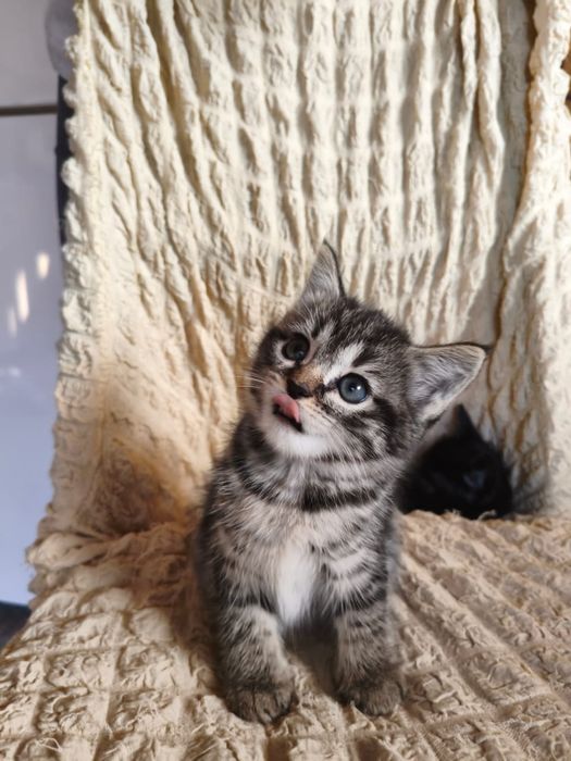 Прелестные котята