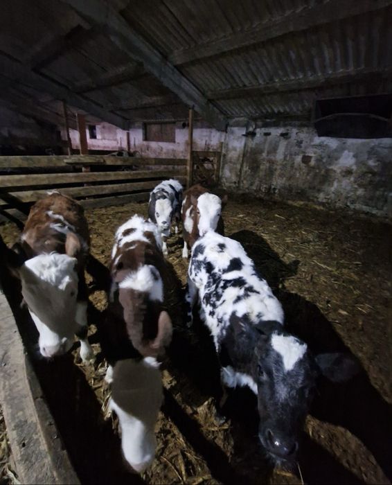 Vitei sugari si intarcati pentru crescut ! Exemplare frumoase,