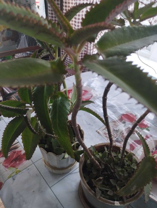 Продам Каланхоэ, возле Саяхата.