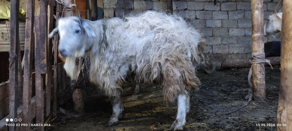 taka sotiladi yangiyolda