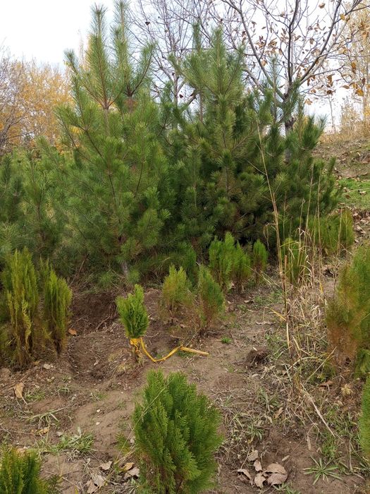 Archa dekarativni daraxtlar gazon landshaft dizayni ekish xizmati