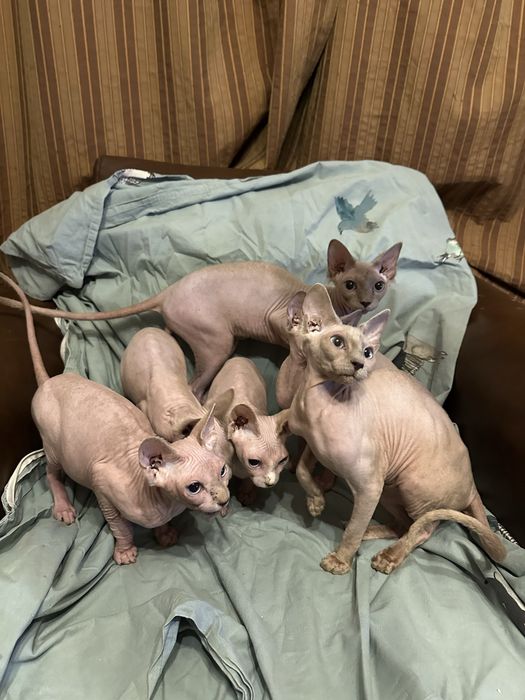 Сфинкс Котенце Sphynx