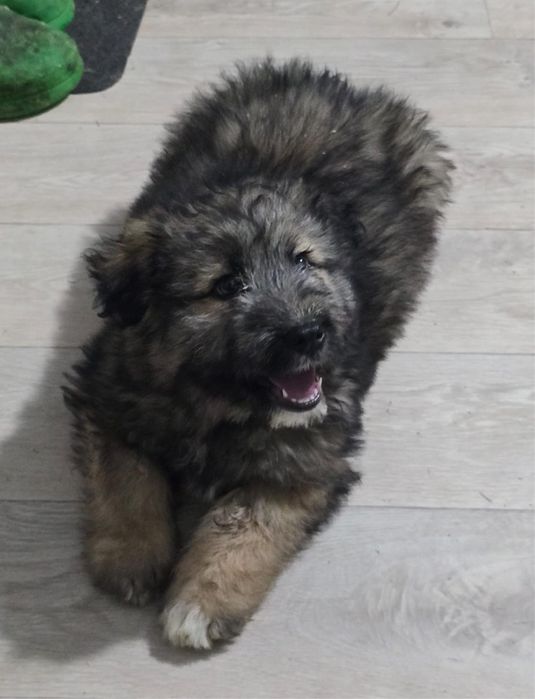 Щенок ищет добрые руки и дом