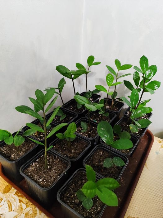 красивые замиакулькасы