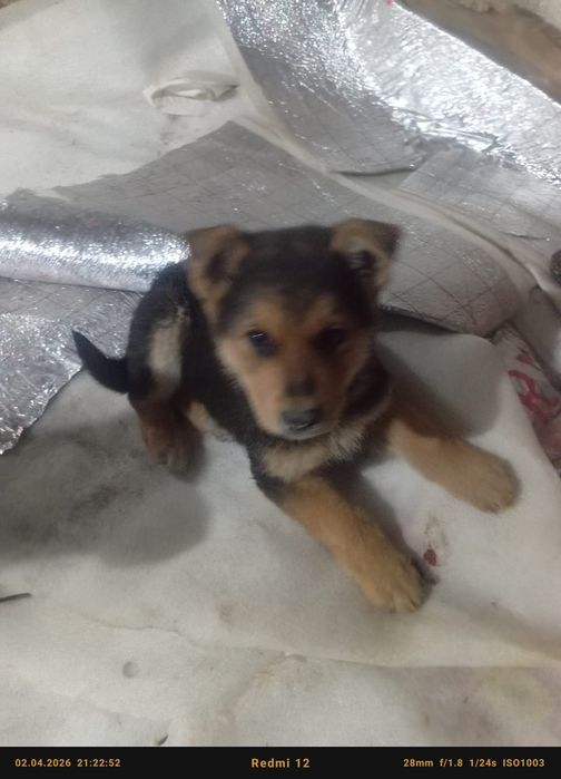 .                 Офчарка