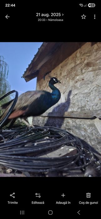 De vânzare păun standard