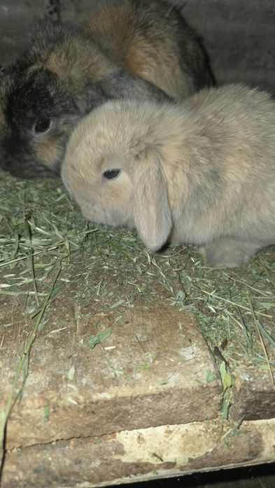 Куён Куёнчалар Баран