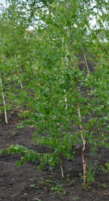 Mesteacan alb ( Betulla Pendula)