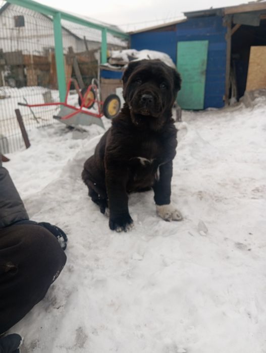 САО Алабай Караганда