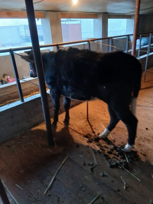 Таналар сатылады .