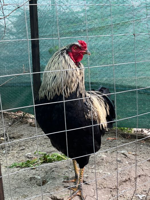 CocoșI de vânzare