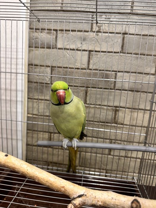 попугаи ожереловый