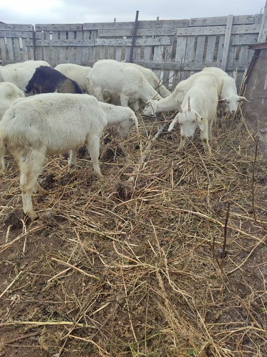 Продам козлят молочного направления