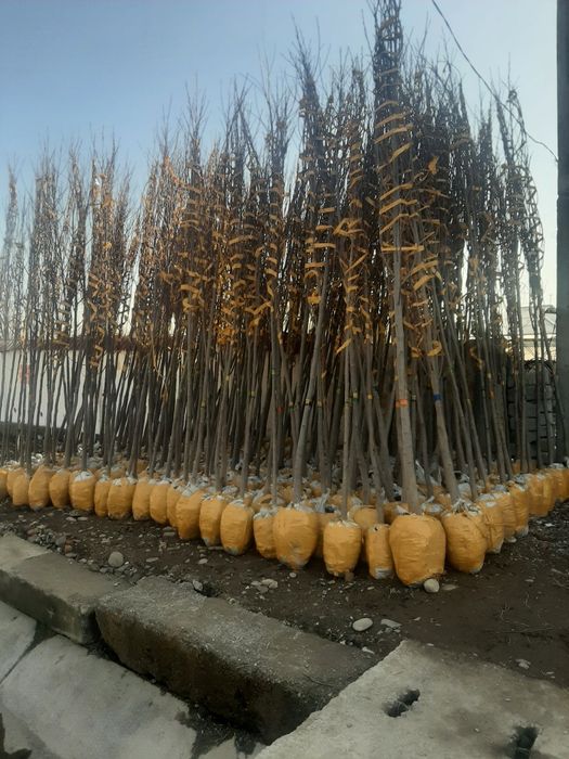 Lola daraxti ko'chati (Тюльпанное дерево)