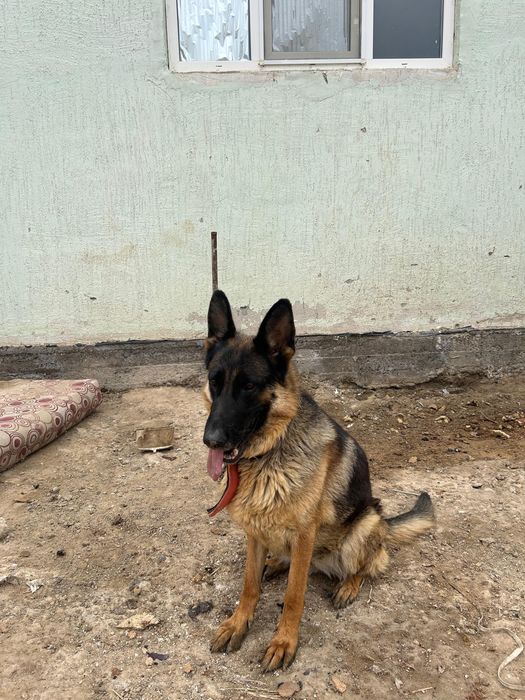 Немецкий овчарка