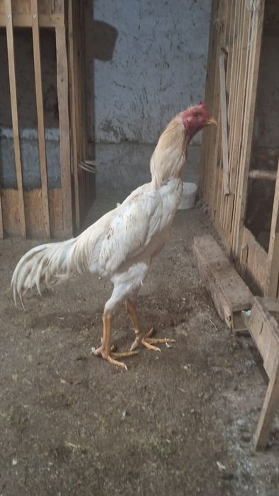 Шоже сатам срочно