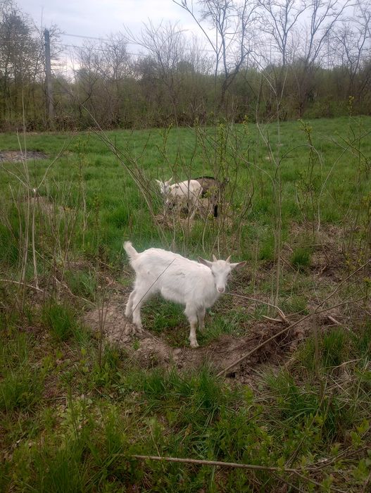 Vând 3 ieduțe din mame bune de lapte