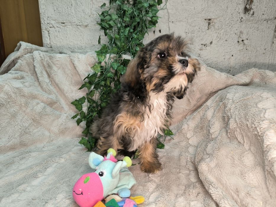 Vand baietel Cavapoo phantom.