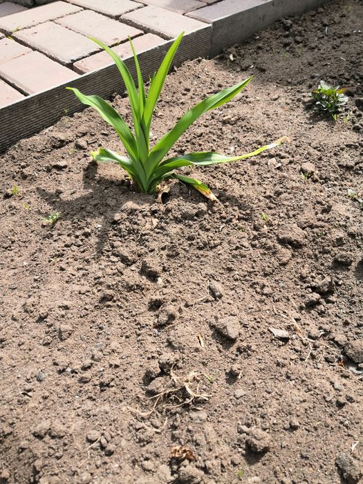 Лилейника кустик