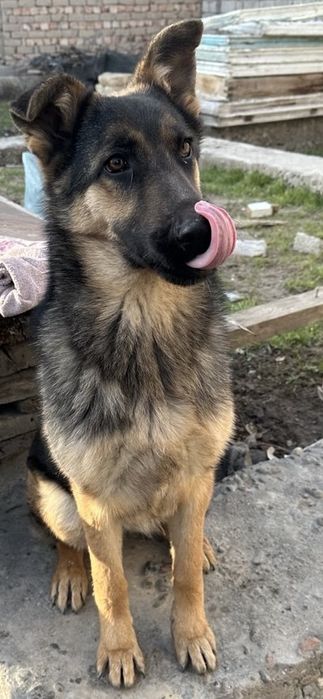 Продается Собака ( Немецкая овчарка ) 6 месяцев