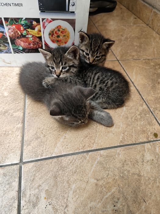 Отдам котят в добрые руки
