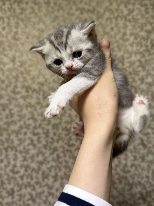 Британские котята