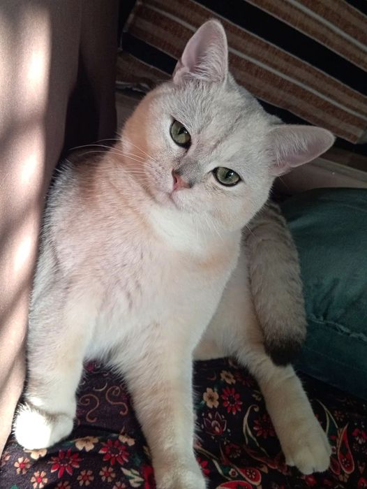 ВЯЗКА Британская серебристая шиншилла