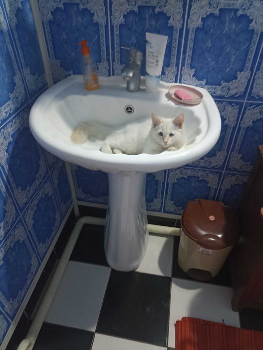 потерялся Ангорский кот