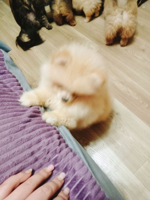 Продаются щенки шпица мальчики и девочки