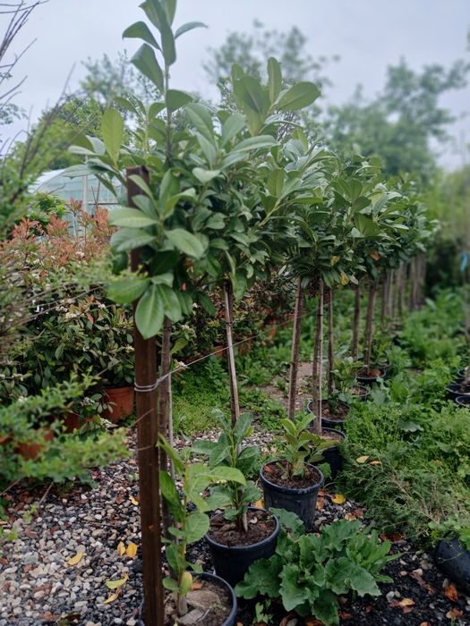 Laur ,photinia ,eunimus