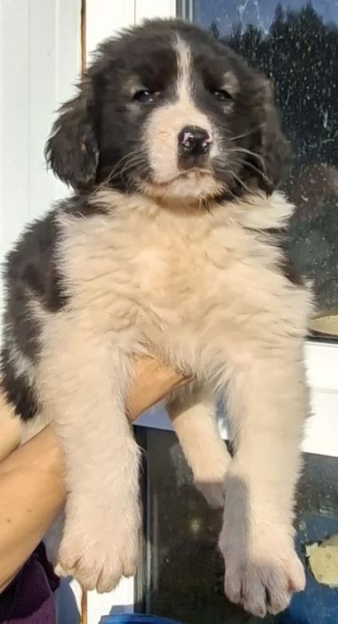 Ciobanesc Romanesc de Bucovina