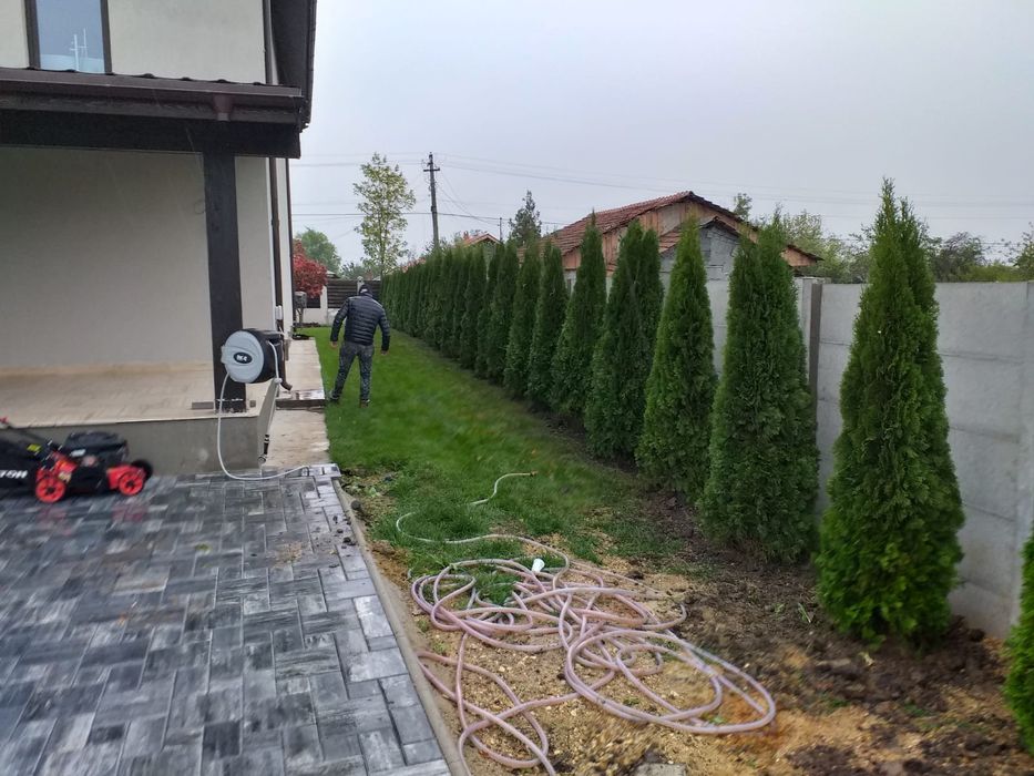 Tuia smarald și columnaris