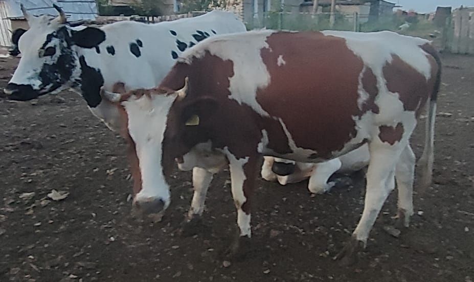 Продам коров,крс