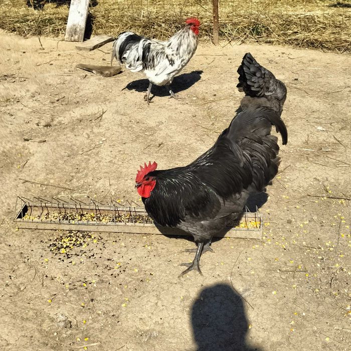 Ouă incubat găini Brahma, Vălișoara și Australorp