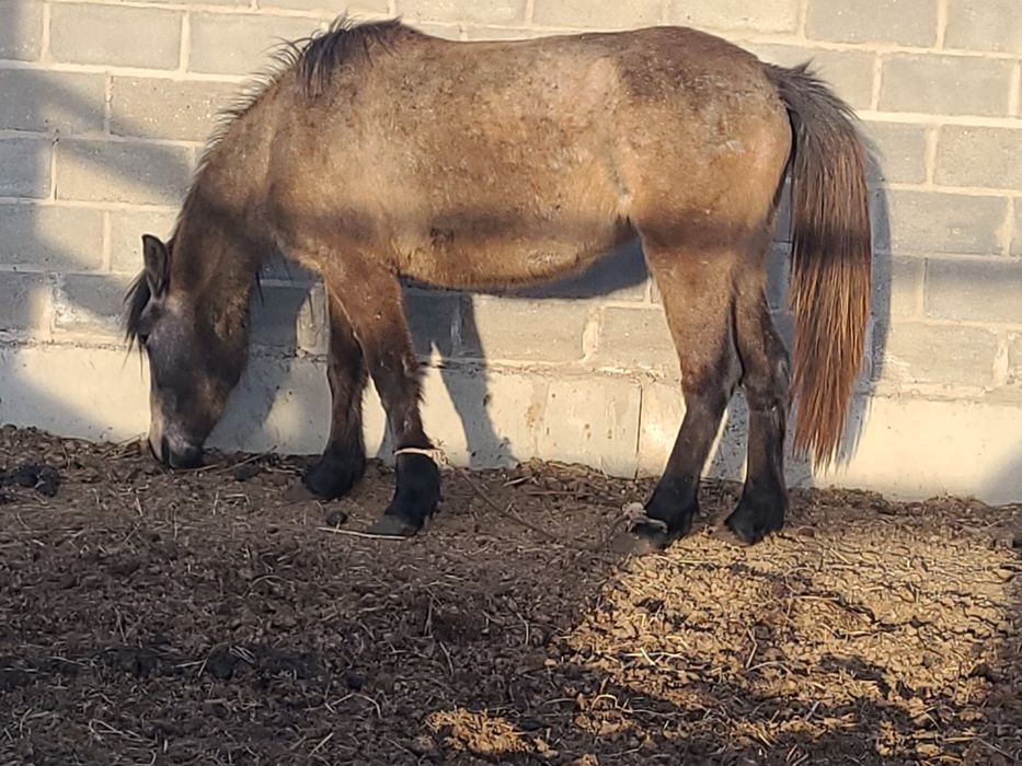 Продам лошадь 2,5л.