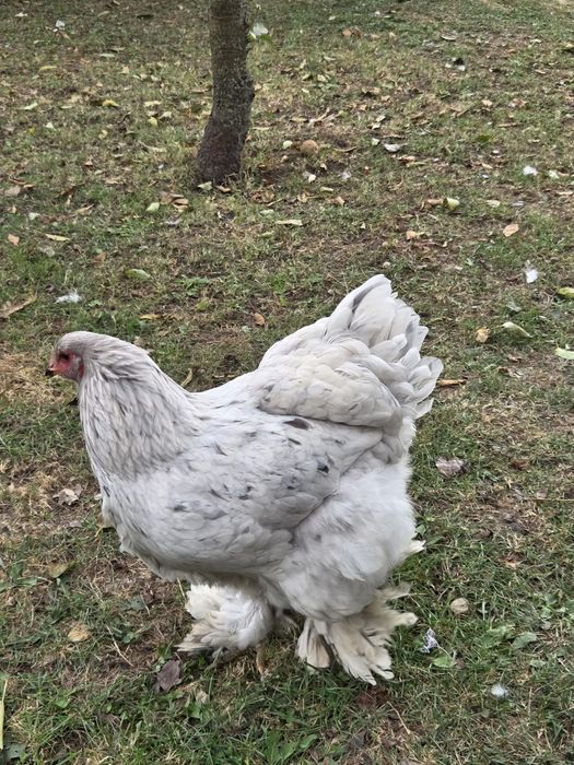 Gaini la flache brahma light