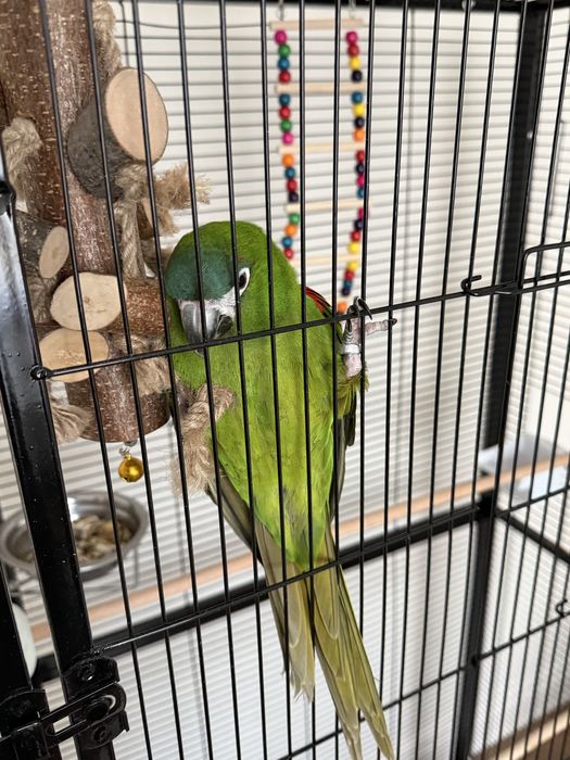 Коштанаволобый Ара