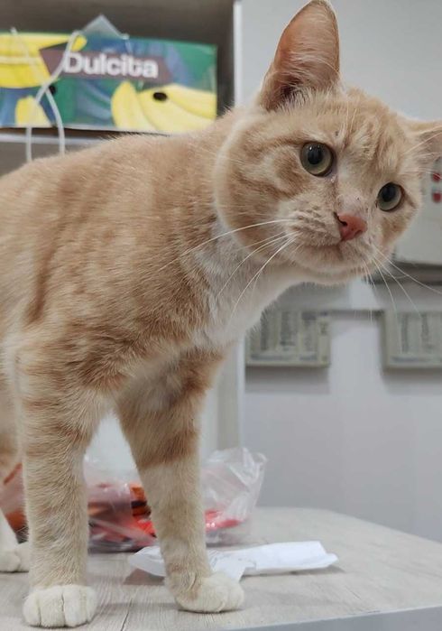 Персиковый котик ищет дом