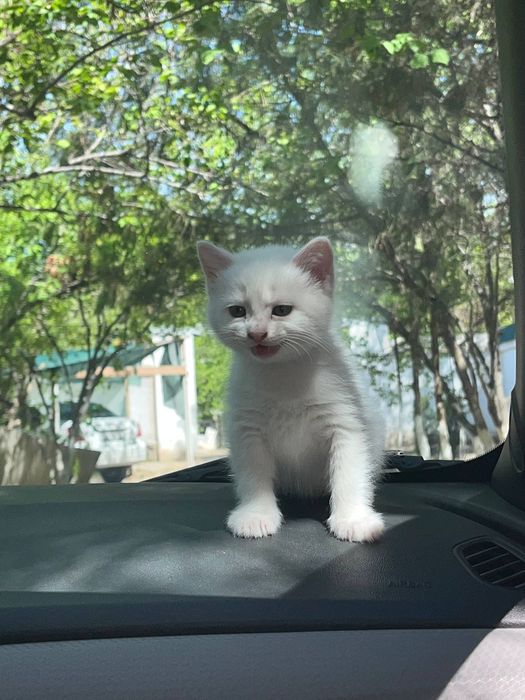 Мушукча сотилади галишамиз