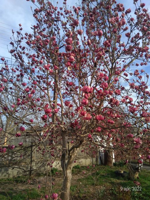 Cadru motor megane 2 + bara stabilizatoare