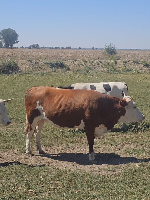 Vaci de vanzare !