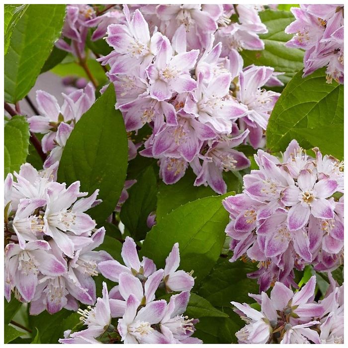 Deutzia la Ghiveci