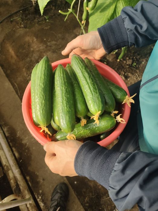 тепличные огурцы оптом и в розницу