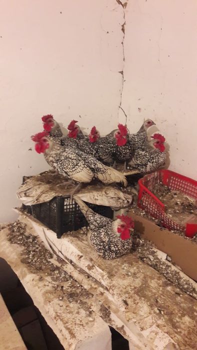 Петушки сибрайт срочно