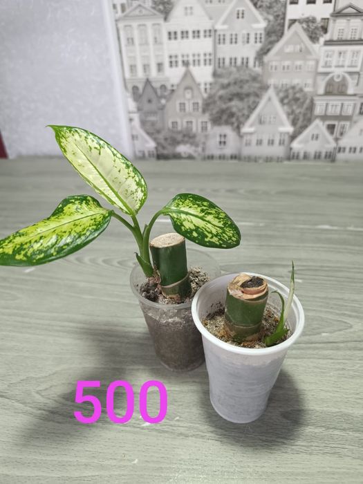 Подам недорого цветы